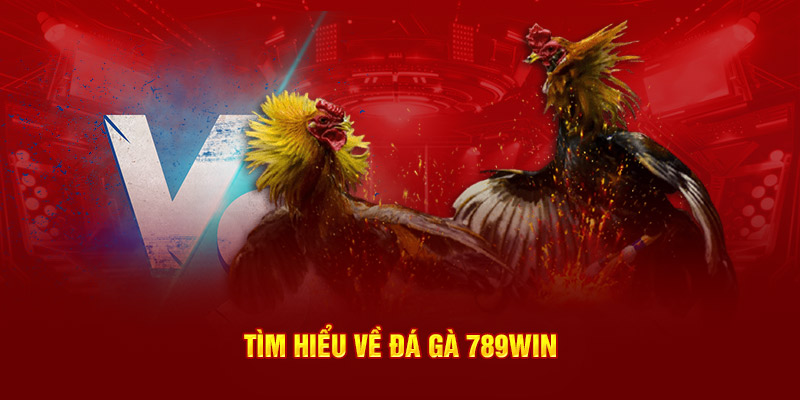 Tìm hiểu về đá gà 789Win Tìm hiểu về đá gà 789Win